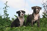 AMSTAFF  PUPPIES 263